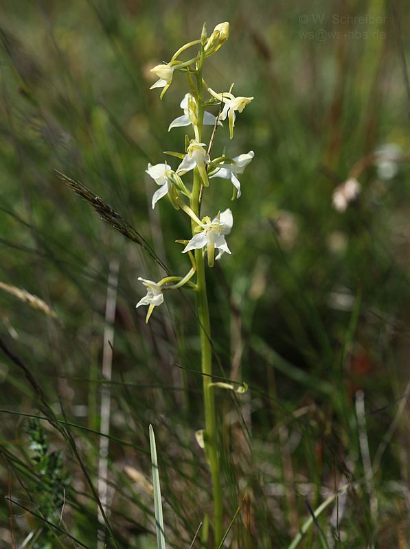 090628-1323 - Waldhyazinthe